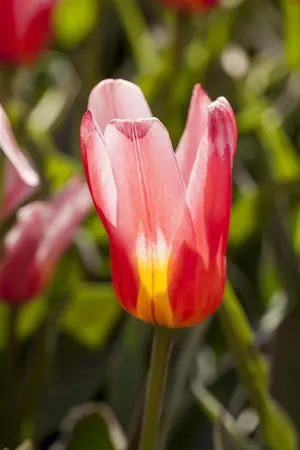 Tulipa 'Hearts Delight' - flower bulb 12/+ - image 3