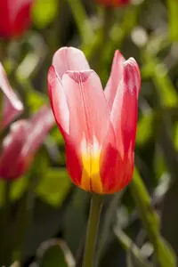 Tulipa 'Hearts Delight' - flower bulb 12/+ - image 3