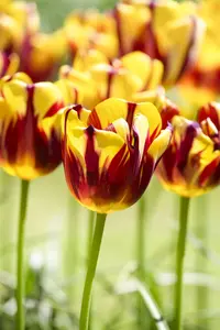 Tulipa 'Helmar' - flower bulb 12/+