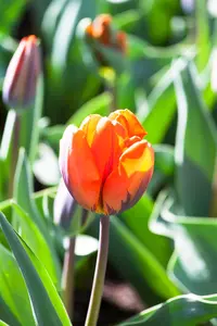 Tulipa 'Hermitage' - flower bulb 12/+ - image 1