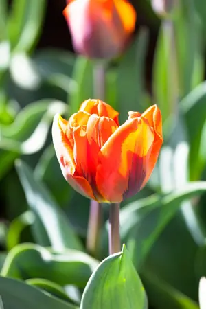 Tulipa 'Hermitage' - flower bulb 12/+ - image 2