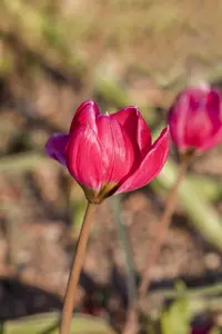 Tulipa 'Humilis Black Base' - flower bulb 4/6