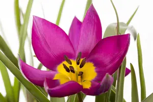 Tulipa 'Humilis Violacea' - flower bulb 4/6