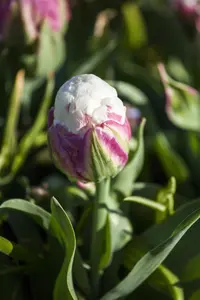 Tulipa 'Ice Cream' - flower bulb 12/+