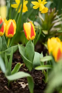 Tulipa 'Ice Lolly' - flower bulb 12/+