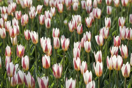 Tulipa 'Ice Stick' - flower bulb 12/+
