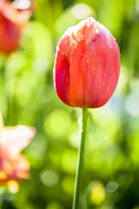 Tulipa 'Jimmy' - flower bulb 12/+ - image 2