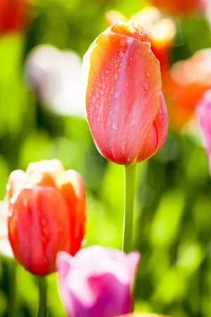 Tulipa 'Jimmy' - flower bulb 12/+ - image 2