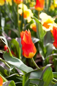Tulipa 'Juan' - flower bulb 12/+ - image 2