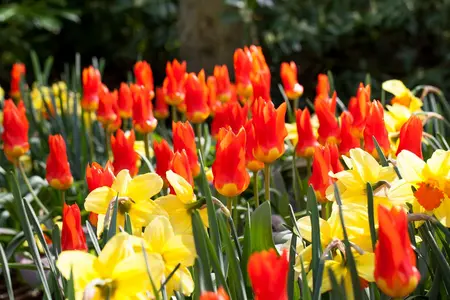 Tulipa 'Juan' - flower bulb 12/+ - image 2