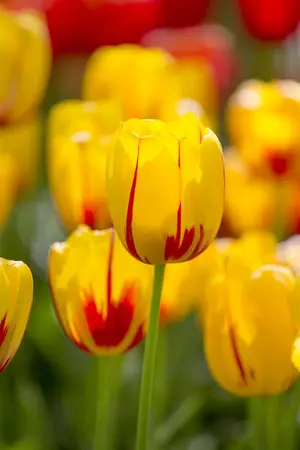 Tulipa 'La Courtine' - flower bulb 12/+ - image 1