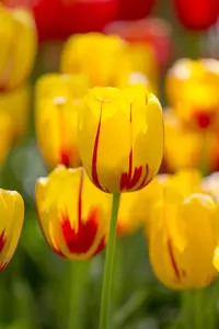Tulipa 'La Courtine' - flower bulb 12/+ - image 3
