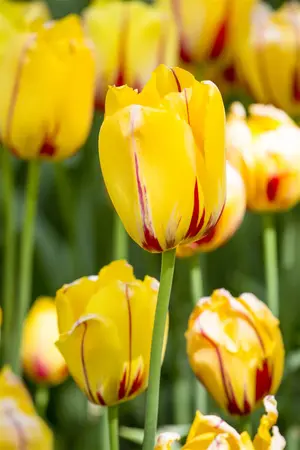 Tulipa 'La Courtine' - flower bulb 12/+ - image 2