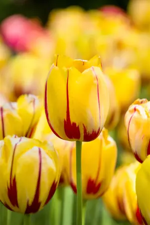 Tulipa 'La Courtine' - flower bulb 12/+ - image 3