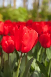 Tulipa 'Lalibela' - flower bulb 12/+ - image 2