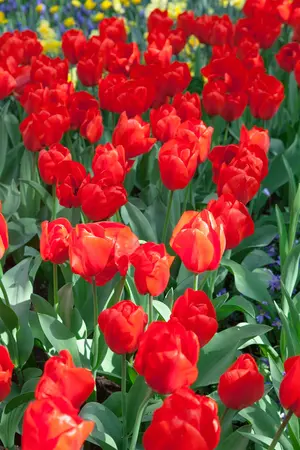 Tulipa 'Lalibela' - flower bulb 12/+ - image 2