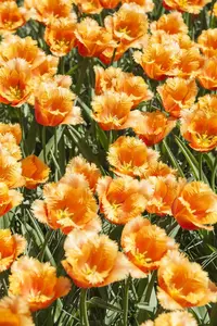 Tulipa 'Lambada' - flower bulb 12/+ - image 5