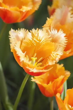 Tulipa 'Lambada' - flower bulb 12/+ - image 2