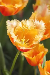 Tulipa 'Lambada' - flower bulb 12/+ - image 2