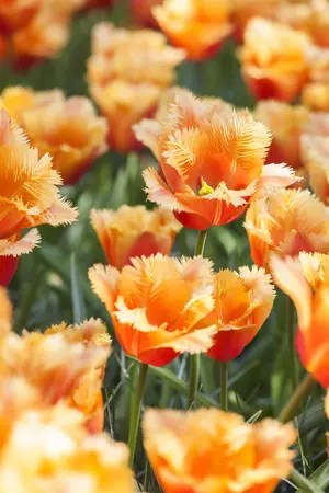 Tulipa 'Lambada' - flower bulb 12/+ - image 3