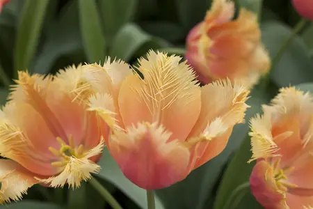 Tulipa 'Lambada' - flower bulb 12/+ - image 4