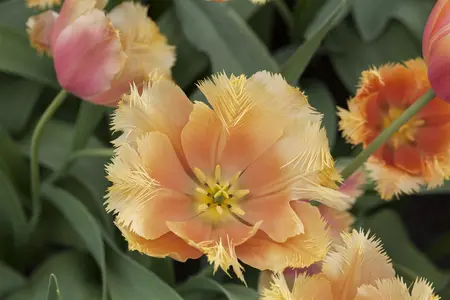 Tulipa 'Lambada' - flower bulb 12/+ - image 5