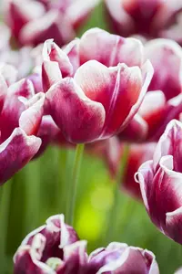 Tulipa 'Leen van der Mark' - flower bulb 12/+