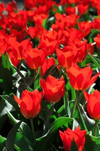 Tulipa 'Madame Lefeber' - flower bulb 12/+ - image 5
