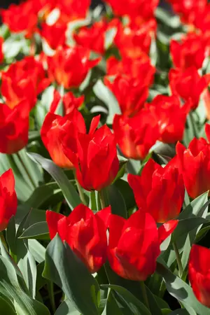 Tulipa 'Madame Lefeber' - flower bulb 12/+ - image 3