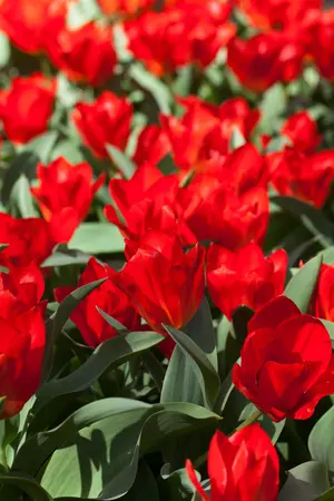 Tulipa 'Madame Lefeber' - flower bulb 12/+ - image 4