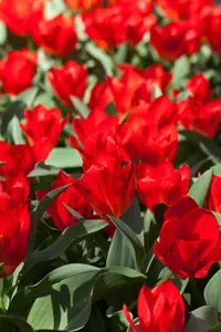 Tulipa 'Madame Lefeber' - flower bulb 12/+ - image 4