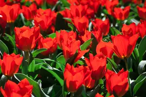 Tulipa 'Madame Lefeber' - flower bulb 12/+ - image 2