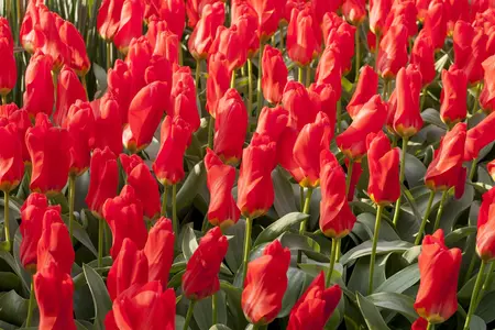 Tulipa 'Madame Lefeber' - flower bulb 12/+ - image 5