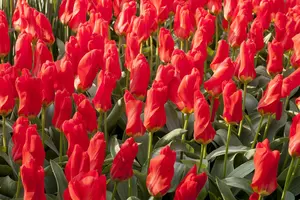 Tulipa 'Madame Lefeber' - flower bulb 12/+ - image 5