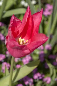 Tulipa 'Mariette' - flower bulb 12/+ - image 4