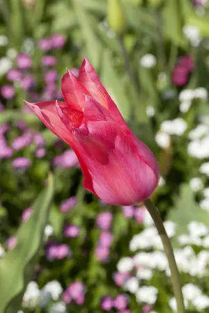 Tulipa 'Mariette' - flower bulb 12/+ - image 2