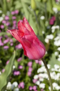 Tulipa 'Mariette' - flower bulb 12/+ - image 2