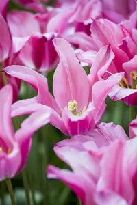 Tulipa 'Mariette' - flower bulb 12/+ - image 3