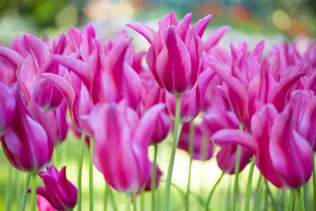 Tulipa 'Mariette' - flower bulb 12/+ - image 4