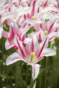 Tulipa 'Marilyn' - flower bulb 12/+ - image 5