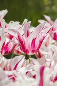 Tulipa 'Marilyn' - flower bulb 12/+ - image 2