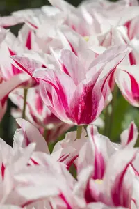Tulipa 'Marilyn' - flower bulb 12/+ - image 3