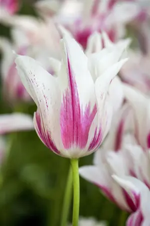 Tulipa 'Marilyn' - flower bulb 12/+ - image 4