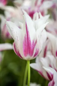 Tulipa 'Marilyn' - flower bulb 12/+ - image 4