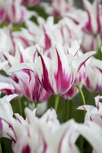 Tulipa 'Marilyn' - flower bulb 12/+ - image 5