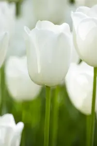 Tulipa 'Maureen' - flower bulb 12/+