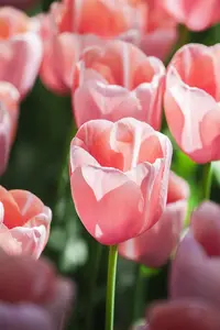 Tulipa 'Menton' - flower bulb 12/+ - image 5