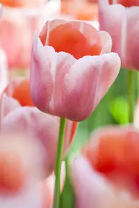Tulipa 'Menton' - flower bulb 12/+ - image 2