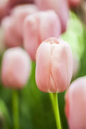 Tulipa 'Menton' - flower bulb 12/+ - image 3