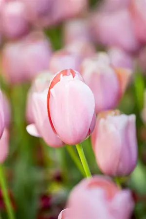 Tulipa 'Menton' - flower bulb 12/+ - image 4